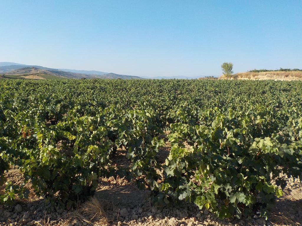 El Lagar De Elciego 아파트 외부 사진
